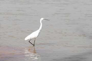 Egret Juvenile, white heron, wild birds