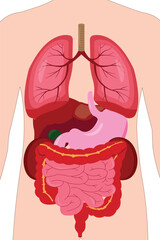 Male internal organs anatomy illustration showing lungs, stomach, liver, and intestines.