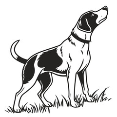 Sleek black and white pointer observes the sky while standing in grassy field