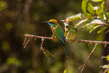 Green bee eaters, beautiful birds of sri lanka