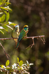 Green bee eaters, beautiful birds of sri lanka