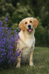 close-up portrait of a dog golden retriever labrador 1 year old in a field of saffron flowers on a walk
