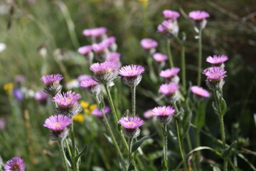 Fototapeta premium purple flowers in the field