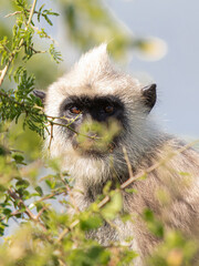 Portrait of a langur in the wild, monkeys of sri lanka