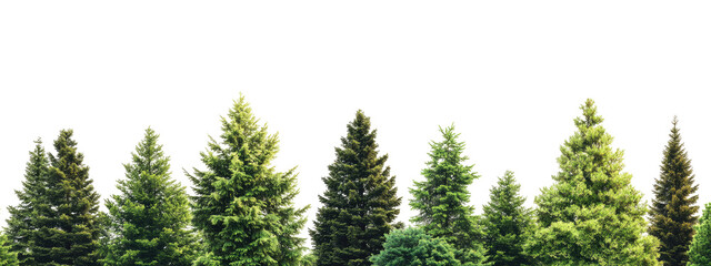 Lush Forest Canopy (6)