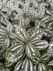 beautiful green aluminium plant close up