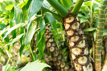 Close-up of Thaumatophyllum undulatum stem with textured leaf scars. A tropical plant known for its unique trunk pattern and lush green foliage. Ideal for nature, botany, and educational use.
