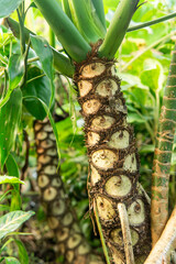 Close-up of Thaumatophyllum undulatum stem with textured leaf scars. A tropical plant known for its...