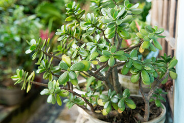 A close-up shot of a healthy jade plant (Crassula ovata) in a garden pot, surrounded by green foliage. Ideal for nature, gardening, and indoor plant-related themes.
