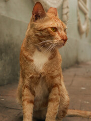 portrait of a red cat