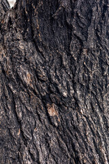 Natural Dark Tree Bark Texture Background Close Up