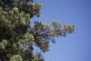 pine branches over blue sky