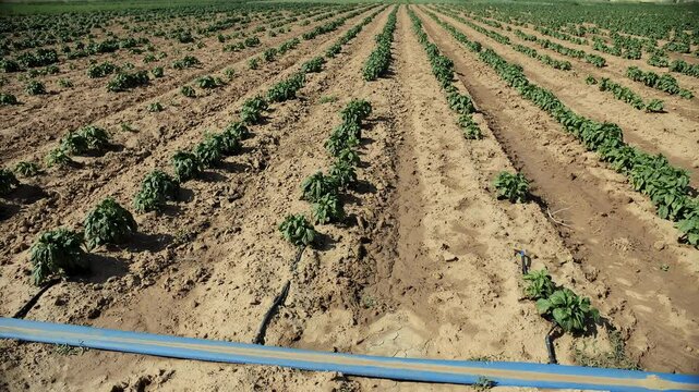 Tomato field with young plants and irrigation lines