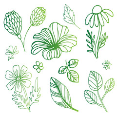 Vector of Green Floral Elements Collection