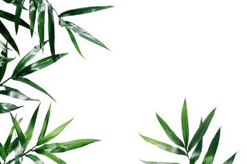 Fototapeta premium Lush green leaves frame a black background