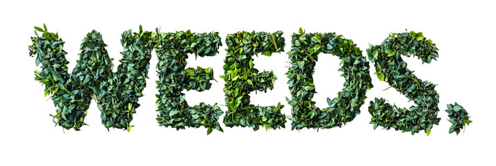 Weeds typography design crafted from green leaves on a black background studio shot