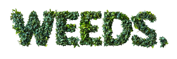 Weeds typography design crafted from green leaves on a black background studio shot