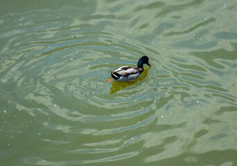 Rouen duck gracefully swimming in the clear Danube water. Bird's eye view