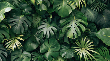 Fototapeta premium Lush jungle with layered plants and tangled vines creates vibrant green backdrop, evoking sense of tranquility and nature beauty