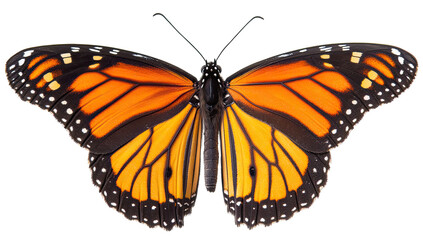 Fototapeta premium Monarch butterfly, vibrant orange and black wings, intricate patterns