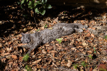 Grey, tabby, feral, Jerusalem street cat taking a nap in a warm pile of fallen leaves.