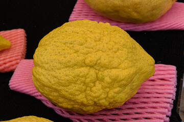 Closeup of a large, textured, yellow etrog or citron fruit, used during the ritual observance of the Jewish holiday of Sukkot in Israel.