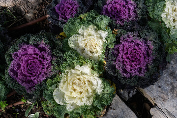 Closeup of multiple heads of purple and green Brassica oleracea, also known as wild cabbage, used...