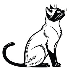 Graceful Siamese cat gracefully sits, attentively gazing upwards with sleek monochrome detailing