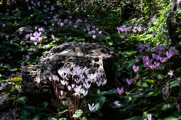 Wild cyclamen flowers growing in a shaded grove in the Judean Mountains of central Israel.