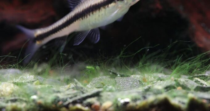 Aquarium fish Crossocheilus siamensis rests on the bottom of the tank and then swims away. Macro view Sae Siamese Algae Eater decorative fish, carp family.