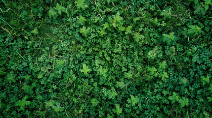 Fototapeta premium Lush green clover leaves blanket ground, creating vibrant and serene natural landscape. rich texture and color evoke sense of tranquility