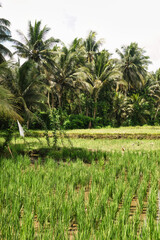 JATILUWIH VILLAGE, TABANAN REGENCY, BALI, INDONESIA - NOVEMBER 19, 2023 The beautiful Jatiluwih rice terraces in Bali, Indonesia. This was during the wet season on a hot sunny afternoon.