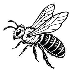 Black and white bee hovers gracefully with detailed wings and striped body