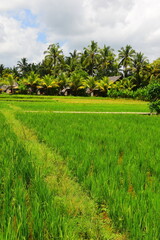 JATILUWIH VILLAGE, TABANAN REGENCY, BALI, INDONESIA - NOVEMBER 19, 2023 The beautiful Jatiluwih rice terraces in Bali, Indonesia. This was during the wet season on a hot sunny afternoon.