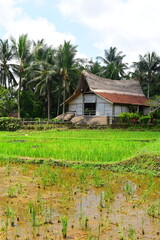JATILUWIH VILLAGE, TABANAN REGENCY, BALI, INDONESIA - NOVEMBER 19, 2023 The beautiful Jatiluwih rice terraces in Bali, Indonesia. This was during the wet season on a hot sunny afternoon.