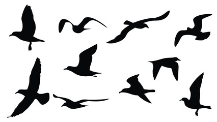Several black seagull silhouettes are flying on the plain white background perfectly for any art