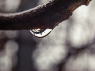 Water drops on a branch