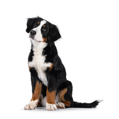 Adorable young Berner Sennen dog, sitting up facing front. Looking beside and above camera. Isolated on a white background.
