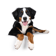 Adorable young Berner Sennen dog, laying down on edge facing front. Looking towards camera....