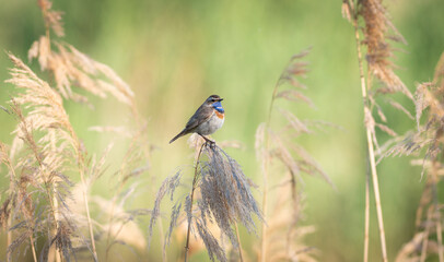 Bluethroat, Luscinia svecica. Early morning, a male bird sits on top of a reed on the riverbank