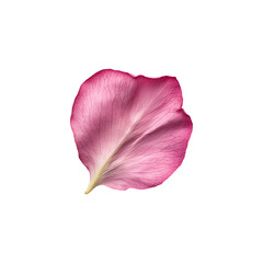 Pastel Pink Rose Petal with Subtle Texture, Transparent Background Element, png