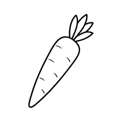 carrot on a white background