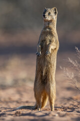 Curious Yellow Mongoose (Cynictis penicillata) standing tall on its hind legs with a small fly near its eye, observing its surroundings in the Kgalagadi Park.