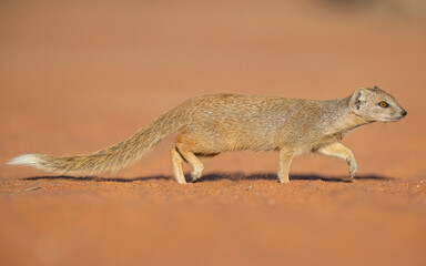 Full body shot of a Yellow Mongoose (Cynictis penicillata) trotting on ochre sand, captured mid-stride with paws lifted in its natural Kalahari desert environment.