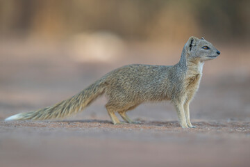 Side profile of a Yellow Mongoose (Cynictis penicillata) standing still in the soft light of the shade, creating a calm and tranquil wildlife scene in Kgalagadi Park.