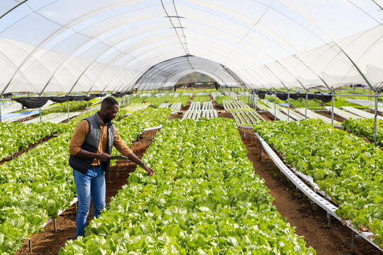 African American man inspecting lettuce troughs while holding tablet in greenhouse, copy space