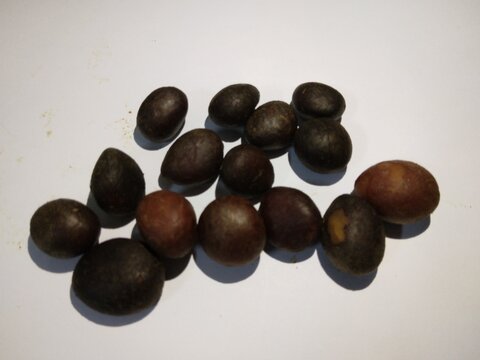 Palm kernel 