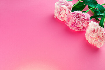 Pink peonies on vibrant pink background with lush green leaves. Copy space
