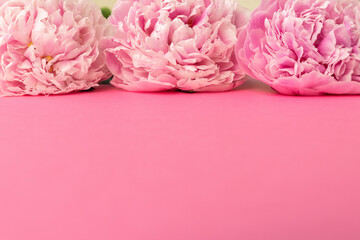 Three pink peonies against vibrant pink background. Copy space