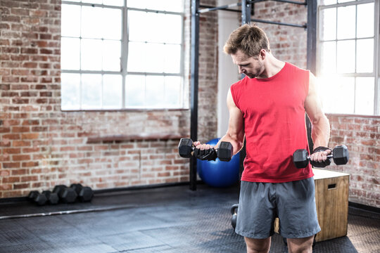 Muscular man is curling black hex dumbbells in gym with brick walls and blue exercise ball